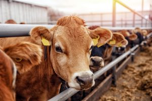 Best Houston Agriculture Recruiters