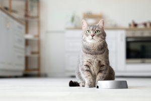 Best Houston Animal Nutrition Recruiters
