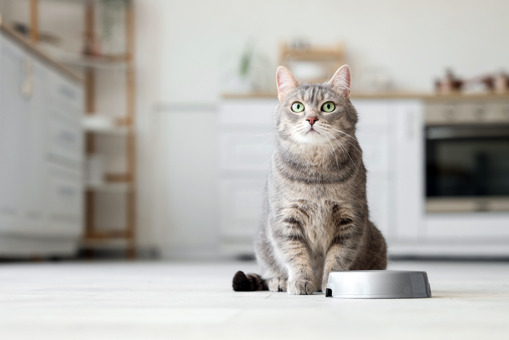 Best Houston Animal Nutrition Recruiters: The Pursell Group Search Firm