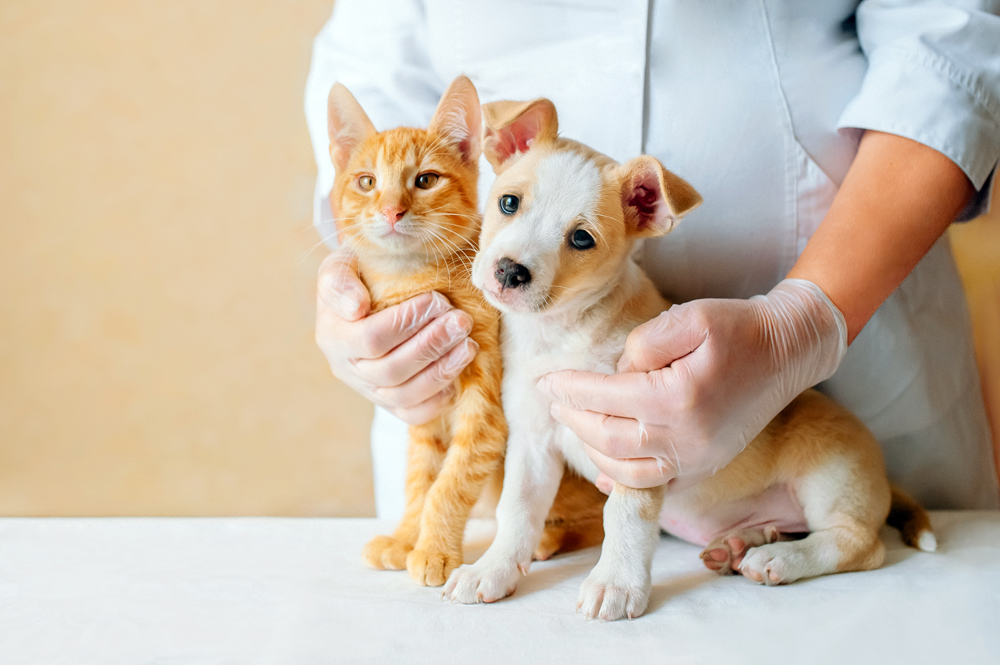 Best Kansas City Pet Specialty Recruiters: The Pursell Group Search Firm