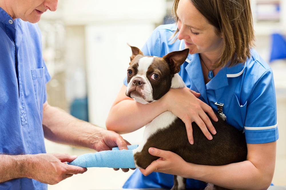 Best Kansas City Veterinarian Recruiters: The Pursell Group Search Firm