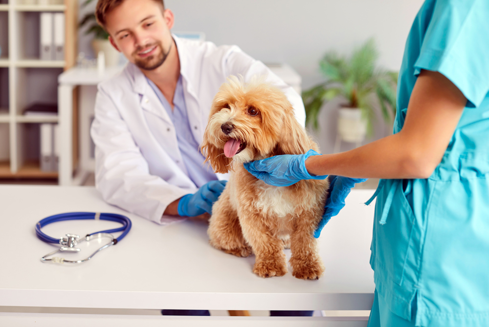 Best Kansas City Veterinary Recruiters: The Pursell Group Search Firm