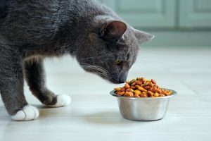 Best Tulsa Animal Nutrition Recruiters