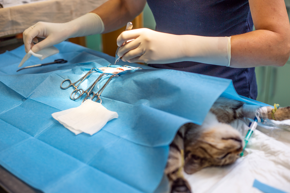 Best Tulsa Veterinary Recruiters: The Pursell Group Search Firm