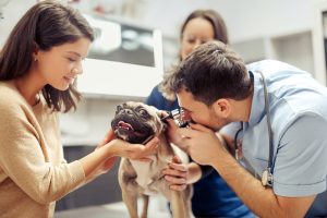 Houston Animal Health Recruiters