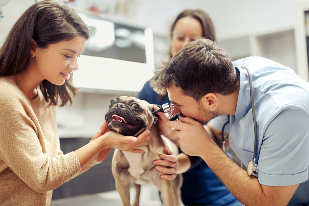 How to Find Houston Animal Health Recruiters: The Pursell Group