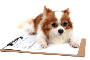 Houston Pet Specialty Recruiters