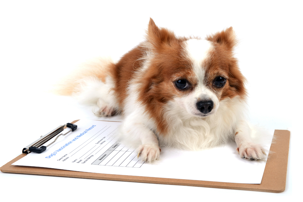 How to Find Houston Pet Specialty Recruiters: The Pursell Group