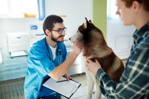 Houston Veterinary Recruiters