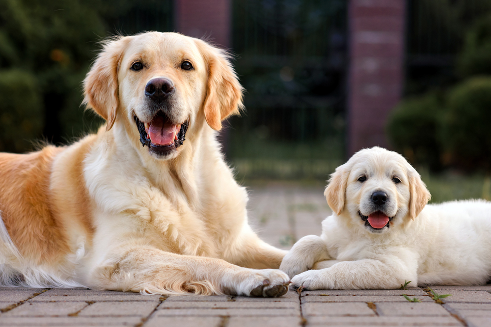 How to Find Pet Specialty Recruiters in Kansas City: The Pursell Group