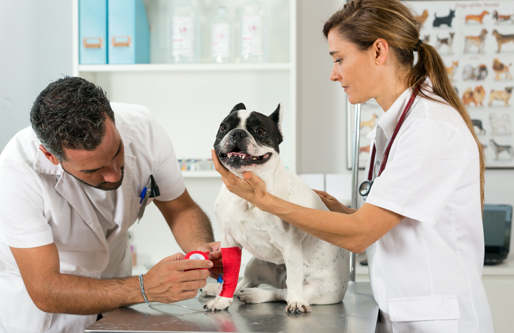 How to Find the Best Pet Specialty Recruiters in Tulsa