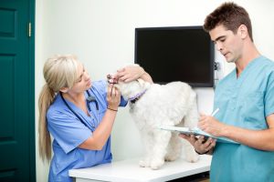 Pet Technology Recruiters in Tulsa