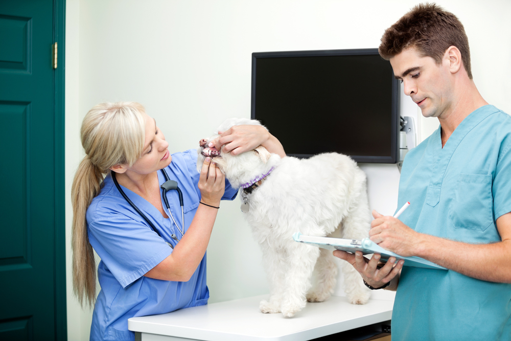 How to Find the Best Pet Technology Recruiters in Tulsa