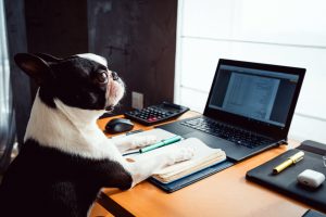 Tulsa Pet Technology Recruiters