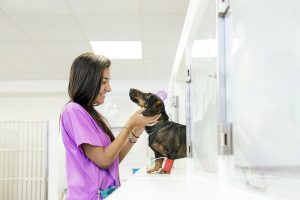 Tulsa Veterinarian Recruiters
